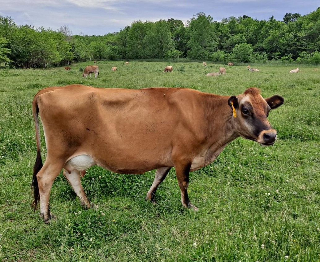 Jersey Cattle for sale - Professional Breeders/Closed Herd